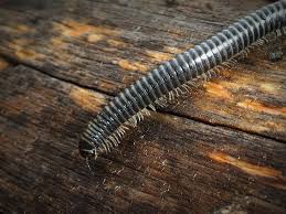 Attēlu rezultāti vaicājumam “Ommatoiulus sabulosus aimatopodus”