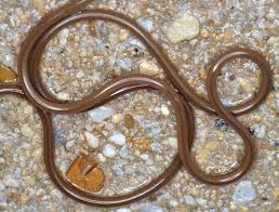 Attēlu rezultāti vaicājumam “Gordius aquaticus”