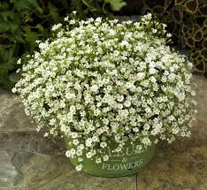 Attēlu rezultāti vaicājumam “Gypsophila muralis flower”