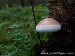 Attēlu rezultāti vaicājumam “Piptoporus betulinus”