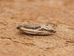 Attēlu rezultāti vaicājumam “Ancylis apicella”