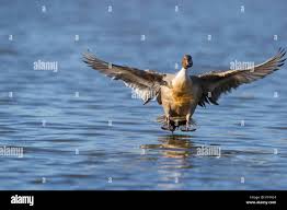 Attēlu rezultāti vaicājumam “Anas acuta male”