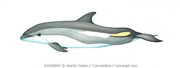 Image result for Leucopleurus acutus