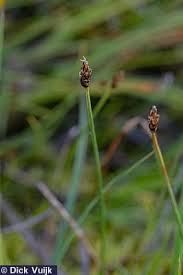 Attēlu rezultāti vaicājumam “Carex chordorrhiza”