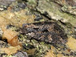 Attēlu rezultāti vaicājumam “Mniotype satura”