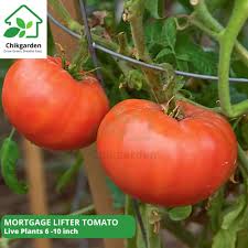 Afbeeldingsresultaat voor mortgage lifter bicolor strain tomato