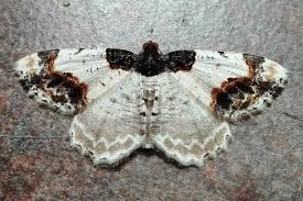 Attēlu rezultāti vaicājumam “Ligdia adustata”