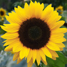 Image result for Sonnenblume