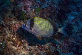 Image result for Diplodus vulgaris