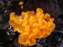 Attēlu rezultāti vaicājumam “Tremella mesenterica”