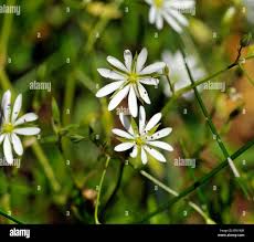 Attēlu rezultāti vaicājumam “Stellaria graminea flower”