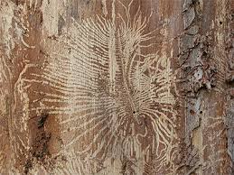 Attēlu rezultāti vaicājumam “Scolytus scolytus, Scolytus multistriatus”