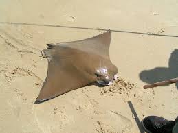 Image result for Rhinoptera bonasus