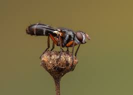 Attēlu rezultāti vaicājumam “Tachinidae”