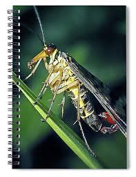 Attēlu rezultāti vaicājumam “Panorpa communis”