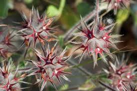 Attēlu rezultāti vaicājumam “Trichia ambigua spores”