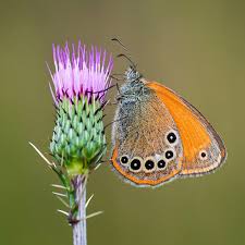 Attēlu rezultāti vaicājumam “Coenonympha glycerion underside”