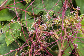Attēlu rezultāti vaicājumam “Cuscuta epithymum subsp. trifolii flower”
