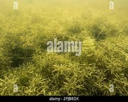 Attēlu rezultāti vaicājumam “Najas tenuissima”