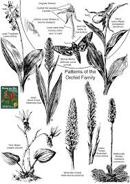 Attēlu rezultāti vaicājumam “Orchidaceae”