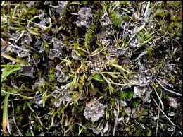 Attēlu rezultāti vaicājumam “Peltigera extenuata”