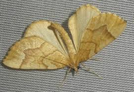 Attēlu rezultāti vaicājumam “Eulithis mellinata”