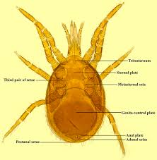 Attēlu rezultāti vaicājumam “Mesostigmata”
