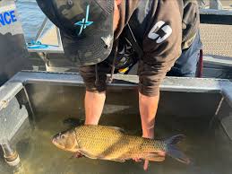 Image result for Moxostoma hubbsi