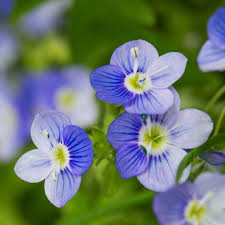 Attēlu rezultāti vaicājumam “Veronica filiformis”