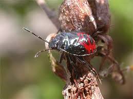 Attēlu rezultāti vaicājumam “Zicrona caerulea nymph”