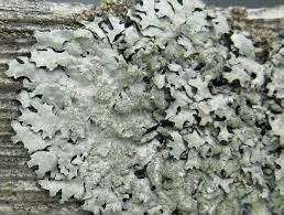 Attēlu rezultāti vaicājumam “Parmelia sulcata”