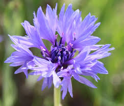 Attēlu rezultāti vaicājumam “Cyanus segetum”