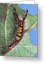 Attēlu rezultāti vaicājumam “Orgyia antiqua imago”