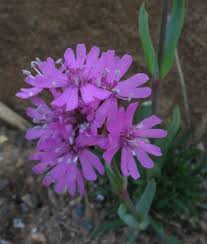 Attēlu rezultāti vaicājumam “Silene viscaria leaf”