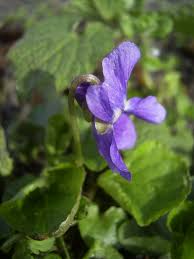 Attēlu rezultāti vaicājumam “Viola odorata flower”