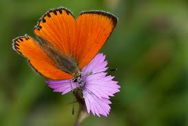 Attēlu rezultāti vaicājumam “Lycaena virgaureae”