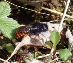 Attēlu rezultāti vaicājumam “Osmia bicolor”