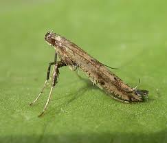 Attēlu rezultāti vaicājumam “Gracillariidae”