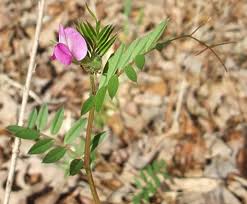 Attēlu rezultāti vaicājumam “Vicia angustifolia”