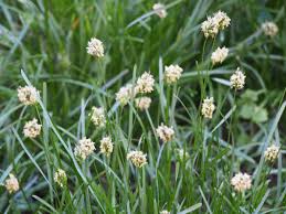 Attēlu rezultāti vaicājumam “Sesleria caerulea flower”