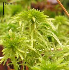 Attēlu rezultāti vaicājumam “Sphagnum girgensohnii”