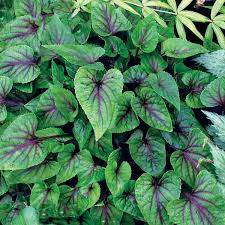 Attēlu rezultāti vaicājumam “Viola collina leaf”