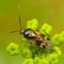 Attēlu rezultāti vaicājumam “Orthops campestris”