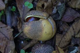 Attēlu rezultāti vaicājumam “Aesculus flava fruit”