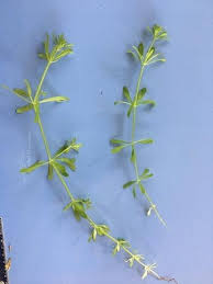 Attēlu rezultāti vaicājumam “Galium rivale leaf”