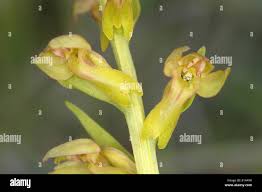 Attēlu rezultāti vaicājumam “Coeloglossum viride leaf”
