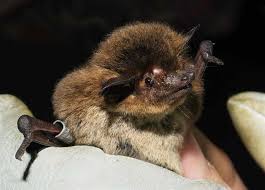 Attēlu rezultāti vaicājumam “Pipistrellus nathusii”