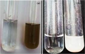 Attēlu rezultāti vaicājumam “Enteromorpha sp.”