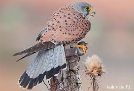 Attēlu rezultāti vaicājumam “Falco tinnunculus adult”