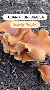 Attēlu rezultāti vaicājumam “Scardia boletella exuvia”